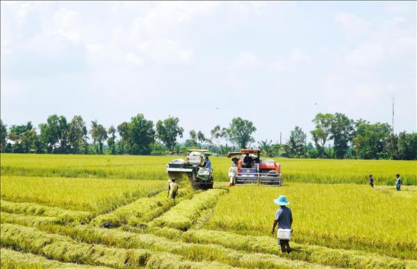 Giá lúa gạo trong nước và xuất khẩu đồng loạt tăng