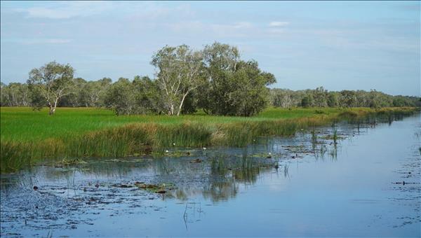 Efforts underway to revive wetlands at Tram Chim National Park