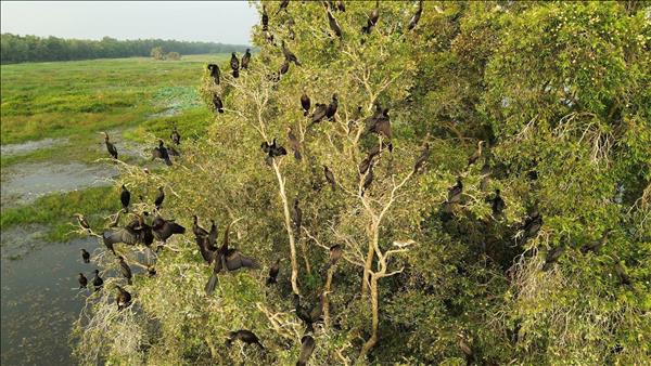 鸟栖国家公园可持续复苏湿地生态系统