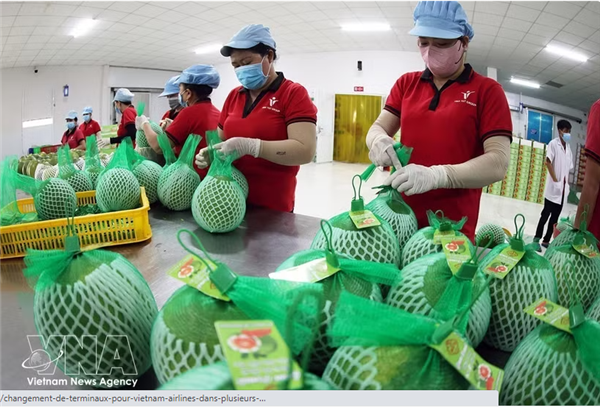 LAustralie publie les conditions dimportation du pamplemousse vietnamien