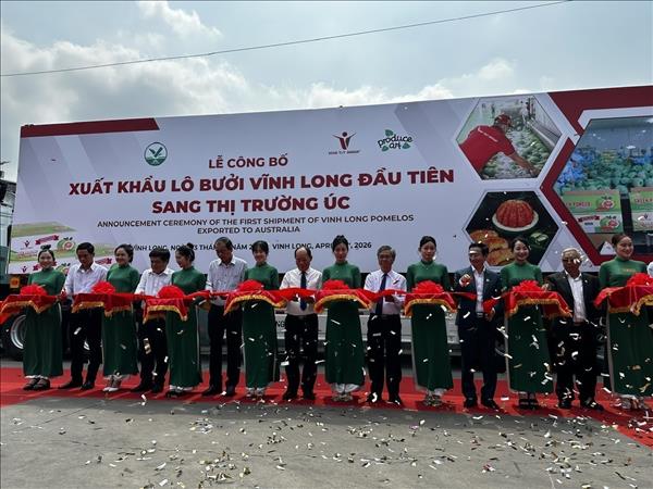 Vĩnh Long xuất khẩu lô bưởi đầu tiên sang Australia