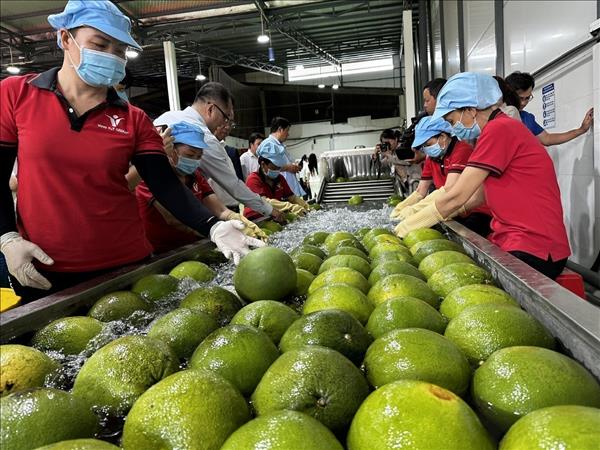 Lần đầu tiên trái bưởi Việt Nam có mặt tại thị trường Australia - Cột mốc mới cho nông sản xuất khẩu