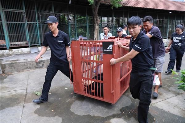 Cứu hộ thành công 4 cá thể gấu từ Tp. Hồ Chí Minh đưa về VQG Bạch Mã (Huế)