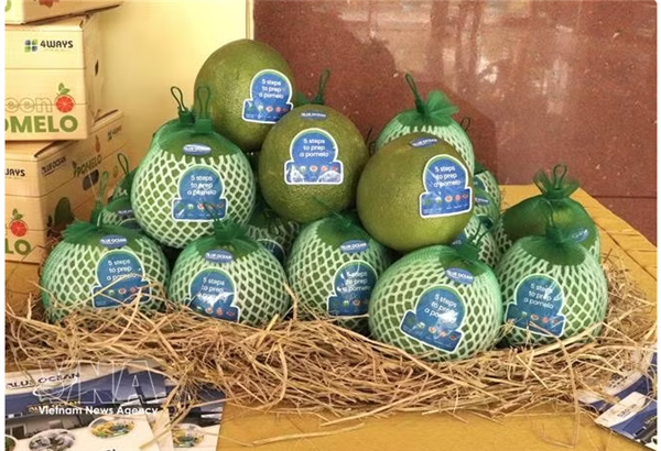 Dong Thap exporte son premier lot de pamplemousses vers le marché australien