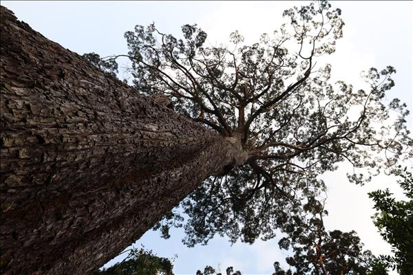 Tout là-haut dans les montagnes de Dà Nang, le royaume darbres de pơ mu