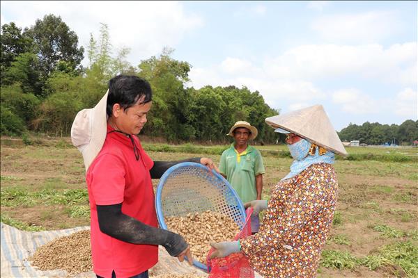 Rộn ràng thu hoạch nông sản dịp Tết Chôl Chnăm Thmây