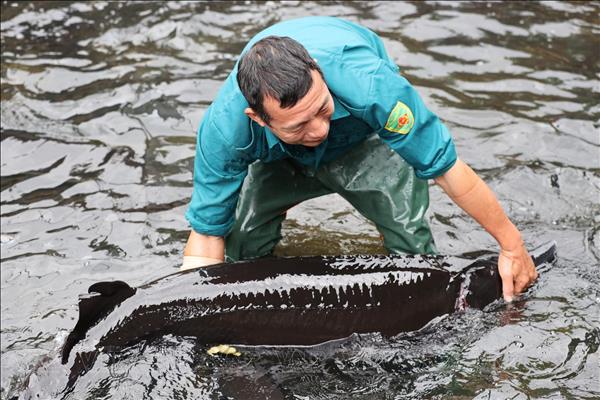 Nuôi cá tầm dưới chân đèo Ô Quy Hồ