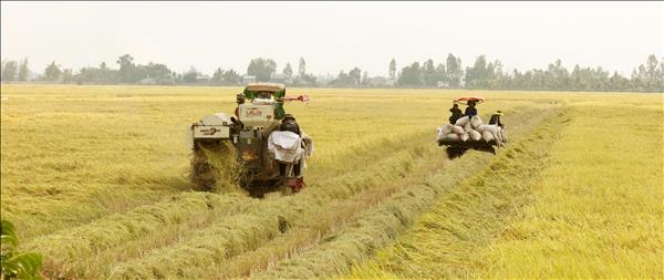 Mùa vàng ở Hòn Đất