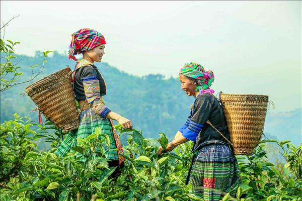 Chè Suối Giàng – từ di sản vùng cao đến thương hiệu Việt