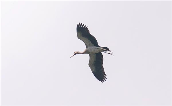 Đắk Lắk bảo vệ đàn cò quý hiếm di cư về địa phương