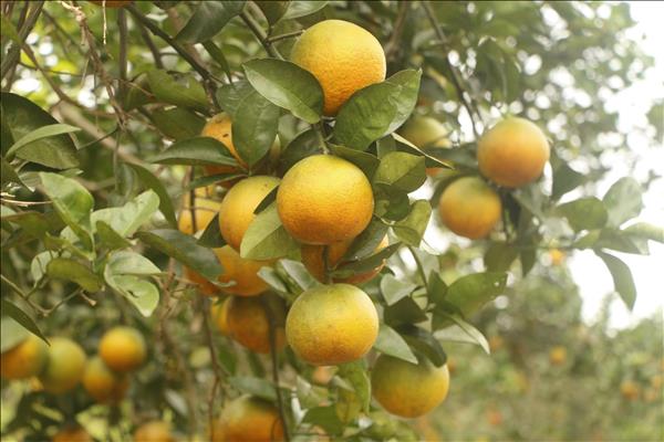 绿色生产与价值链标准化：2026年果蔬业增长的钥匙