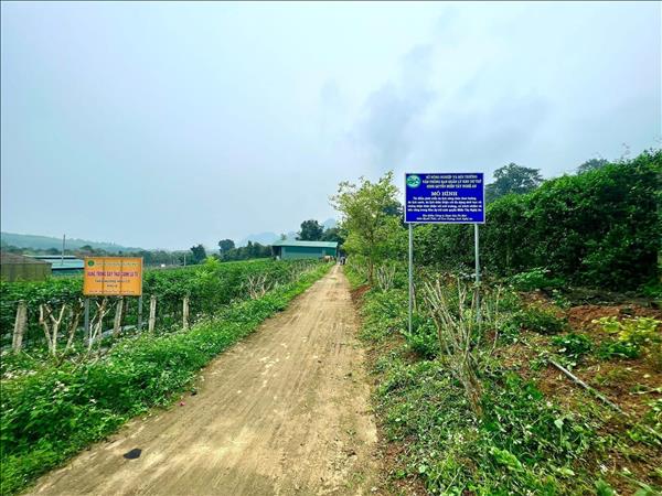 Khai thác dược liệu bản địa, hướng tới ngành kinh tế xanh bền vững