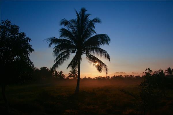 Vẻ đẹp thơ mộng miền quê Cần Thơ trong sương sớm
