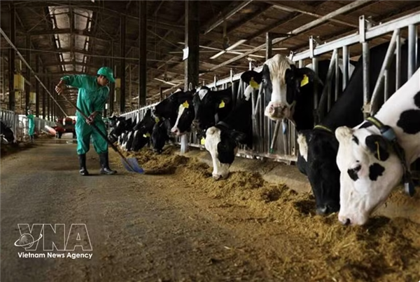 Les mesures se renforcent pour empêcher lentrée du virus de la fièvre aphteuse