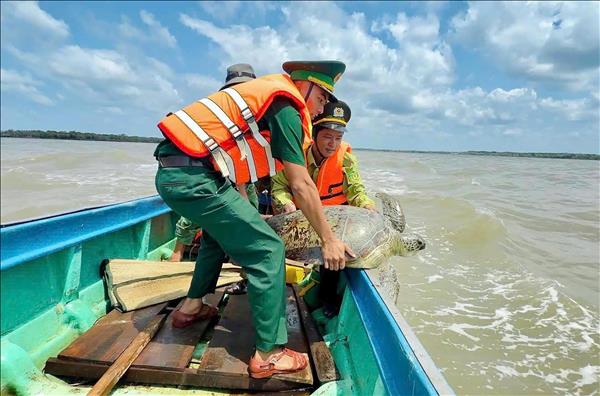 Thả cá thể vích quý hiếm nặng 60 kg về đại dương