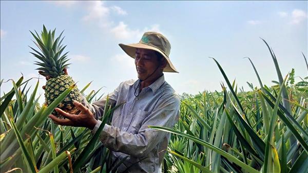 Can Tho Builds Sustainable MD2 Pineapple Growing Zones