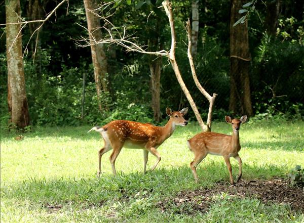 Vietnam BirdRace 2026 to attract hundreds of photographers worldwide