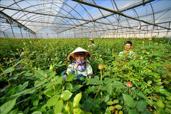 Nghị quyết 57 - Khoán 10 mới đưa nông nghiệp Việt Nam vươn tầm thế giới