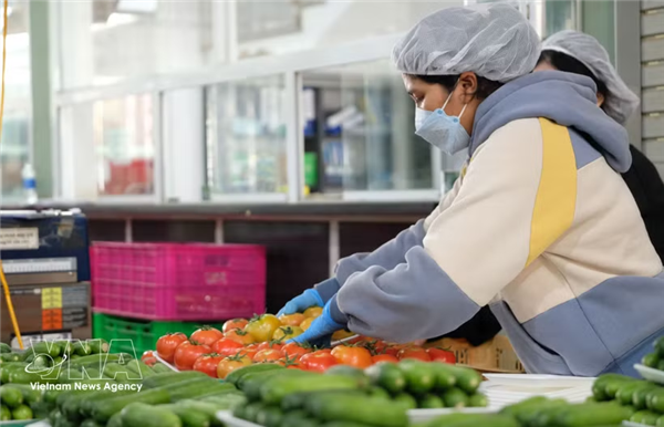 Frutas vietnamitas siguen conquistando mercados internacionales exigentes