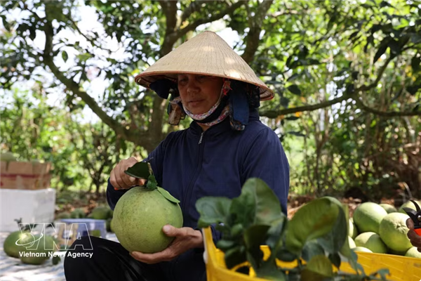 Le pamplemousse vietnamien à la conquête de lAustralie : un nouveau jalon pour lexport