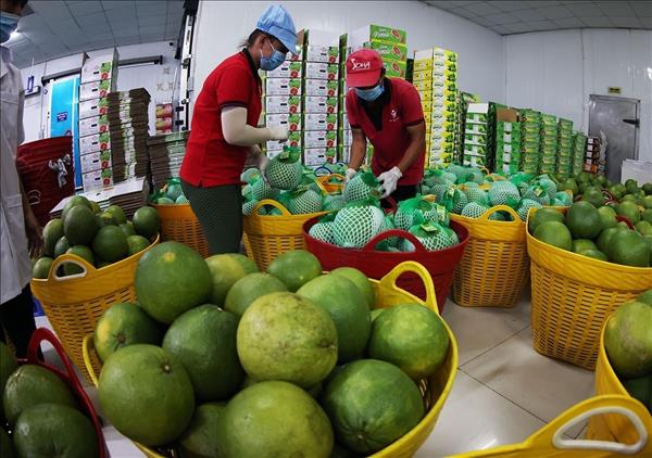 Le pamplemousse vietnamien à la conquête de lAustralie : un nouveau jalon pour lexport