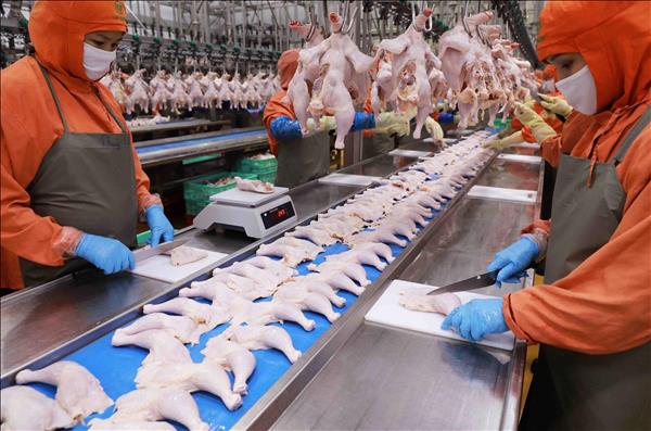 Vietnam, RoK open market for processed chicken products