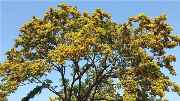 Lễ hội Sắc sưa Hương Trà – Đà Nẵng năm 2026 thu hút đông đảo người dân, du khách