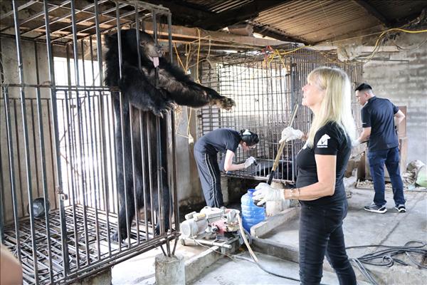 Cứu hộ thành công 2 cá thể gấu ngựa từ Nghệ An về Trung tâm Cứu hộ Gấu Việt Nam tại Bạch Mã  ﻿