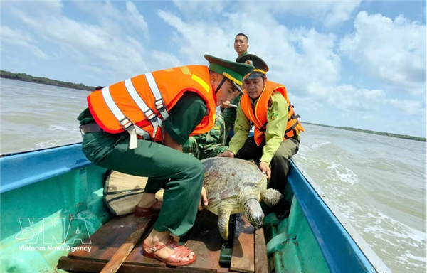 Ca Mau : une tortue olivâtre de 60 kg remise à la mer après sauvetage