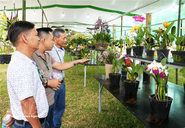 Festival de Huê 2026 : quand lart du bonsaï et des orchidées rencontre le patrimoine impérial