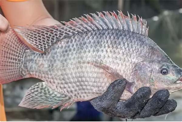 Vietnam afianza la expansión de la tilapia en mercados internacionales