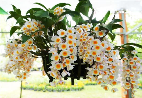 Hue Festival 2026 features major orchid, bonsai, stone art exhibition