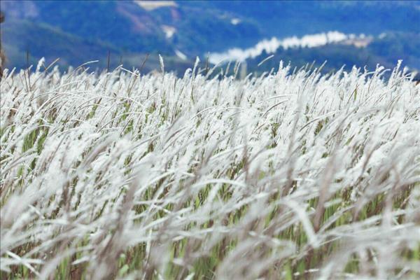 Khám phá Đồi cỏ tranh Tìa Ló giữa núi rừng Tây Bắc