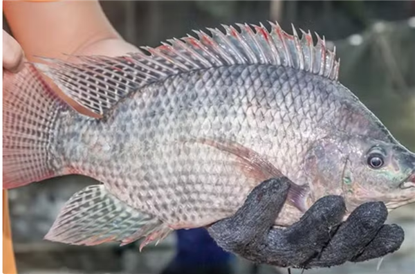 De nouvelles perspectives de croissance pour les exportations nationales de tilapia