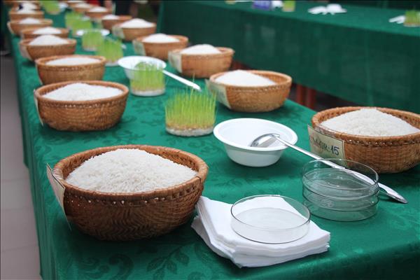 Nâng tầm chất lượng hạt gạo Đồng bằng sông Cửu Long