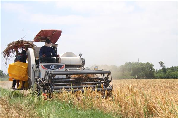 Ca Mau highlights innovation, agriculture at debut Mekong Delta rice contest