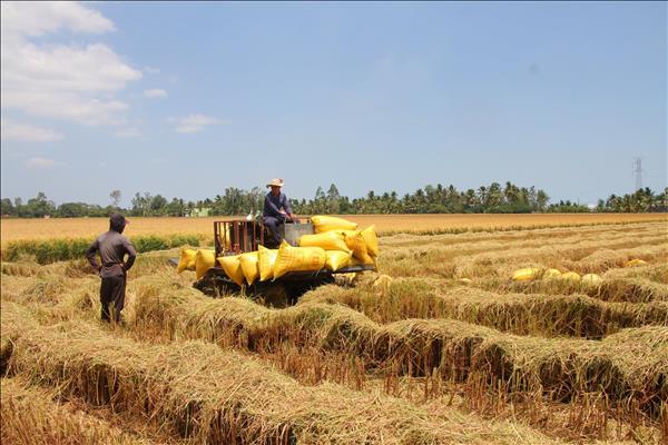 Tháo gỡ điểm nghẽn, phát triển chuỗi giá trị lúa gạo tại Cà Mau