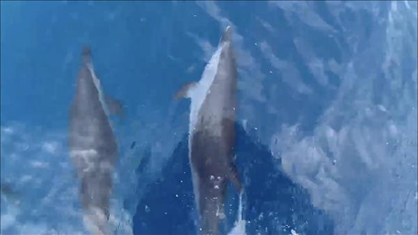 베트남 꾸이년 해역, 수백 마리 돌고래 떼 출현 ‘장관