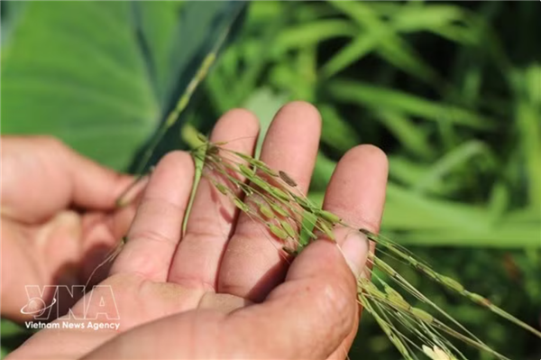 Le delta du Mékong protège le riz sauvage en voie de disparition