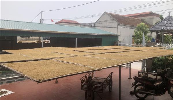 Hồn quê chắt chiu từ đất mặn làm nên hương khói thuốc lào