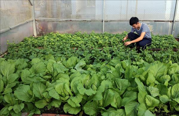 바다를 지키는 군인들의 작은 녹색 정원