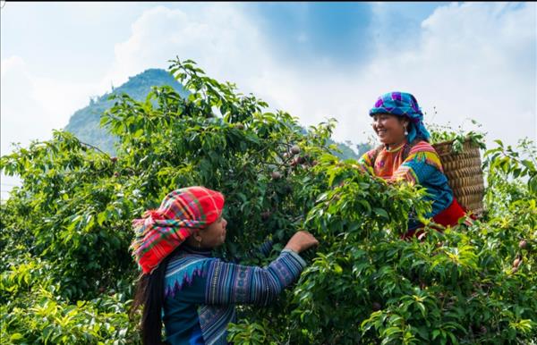 「山岳地帯の彩り」展、ベトナムの魅力を発信