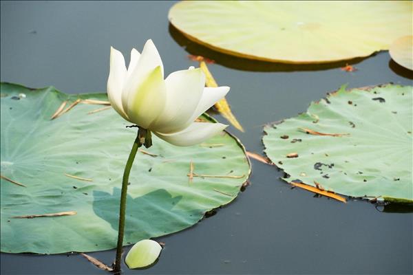 White Lotus Season at Hues Tinh Tam Lake