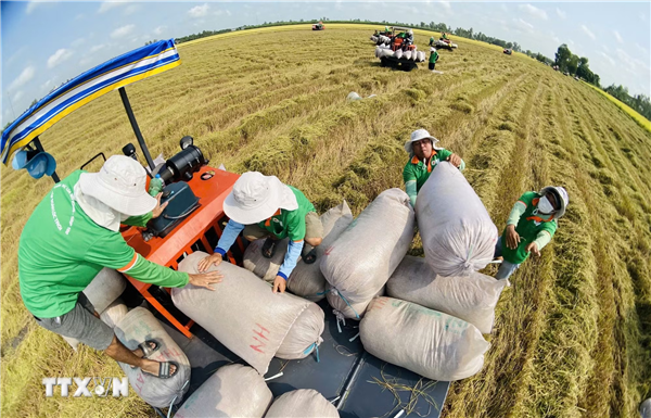 Nông sản Việt Nam: Phát triển theo chuỗi giá trị, nâng tầm vị thế trên bản đồ thế giới