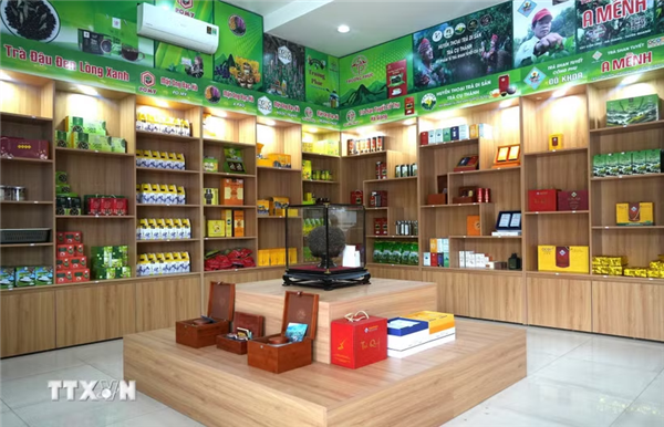 Tuyên Quang: Đánh thức hương trà Shan tuyết, vươn tầm sản phẩm OCOP 5 sao
