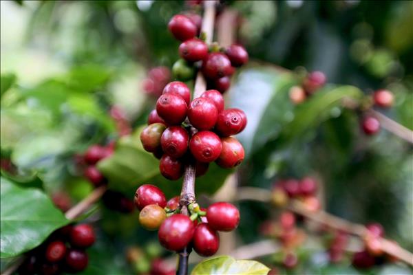 Hausse des exportations de café torréfié vietnamien vers la Thaïlande