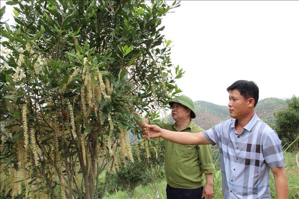 Mắc ca sẽ thành cây trồng chủ lực ở Lạng Sơn