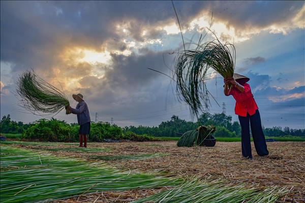 Tay Ninh Preserves Traditional Crafts Along Nhut Tao Estuary