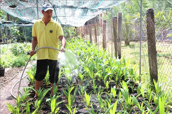 Liên kết 4 nhà nâng tầm chuỗi giá trị dừa sáp