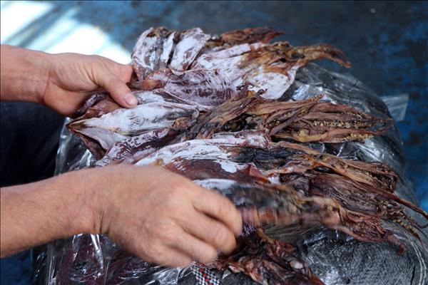 Trúng mùa mực, ngư dân hăng hái vươn khơi